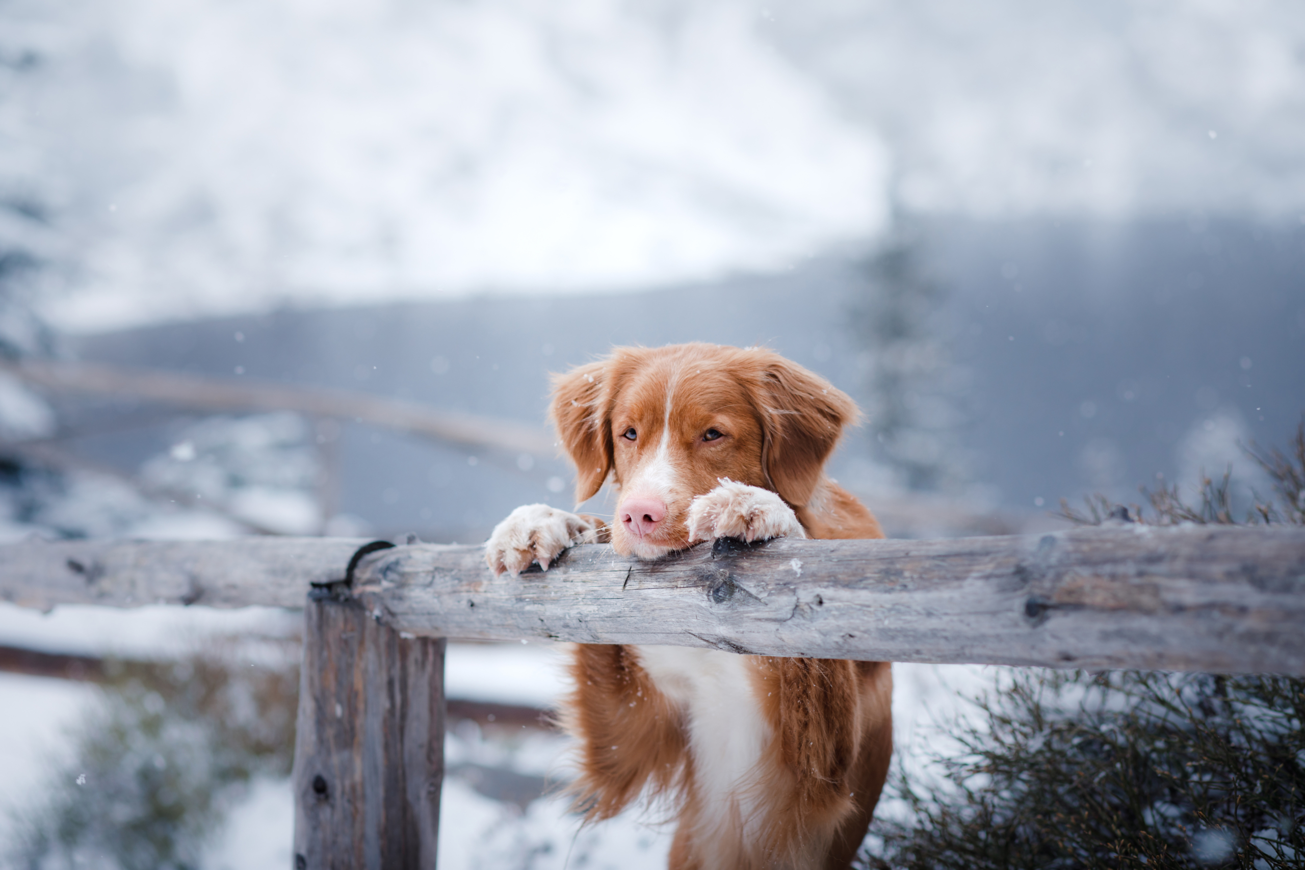 Top tips for winter walks with your dog | Nutravet